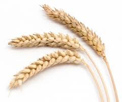 seed-head-wheat