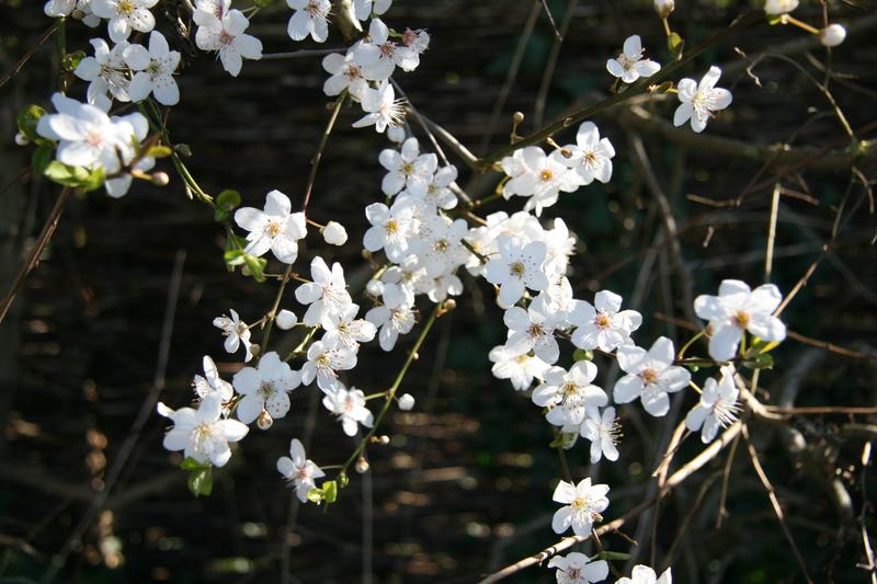 Spring flowers in hedgerow