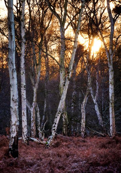 Gold, Silver and Bronze