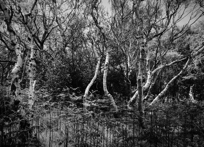 Trees on Dunwich Heath