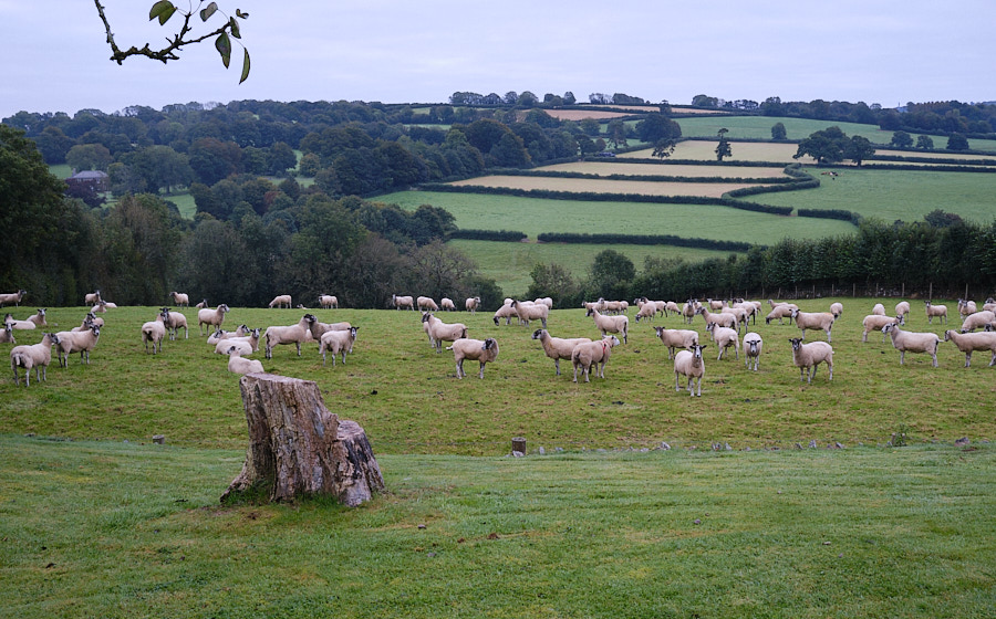 Sheep peacefully grazing