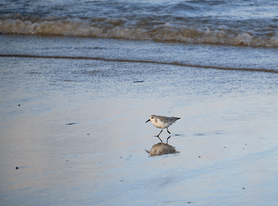 A busy sanderling on Holkham beach
